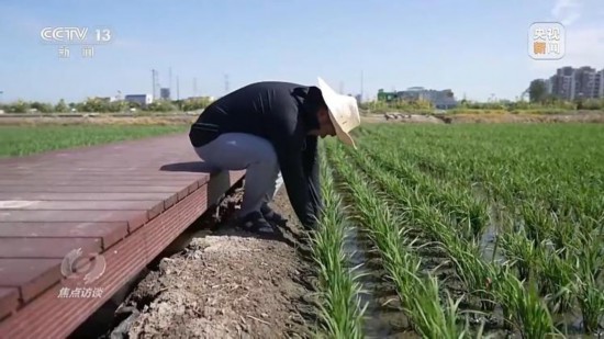 良田+良种+良机法来看山东保丰收秘籍(图6)